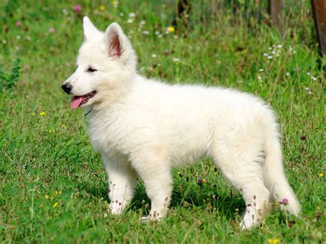 White Swiss Shepherds Dog For Sale | White Swiss Shepherds Dog Puppies | White swiss shepherd ...