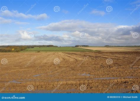 Muddy field in autumn stock photo. Image of fall, cereals - 80283310