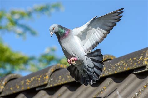 Effective Pigeon Deterrent Strategies: Keep Your Property Clean and Safe - Wam Times