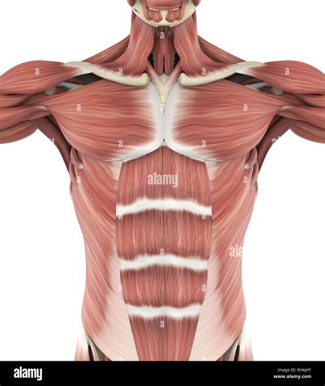 Upper Anterior Muscles Anatomy Stock Photo - Alamy