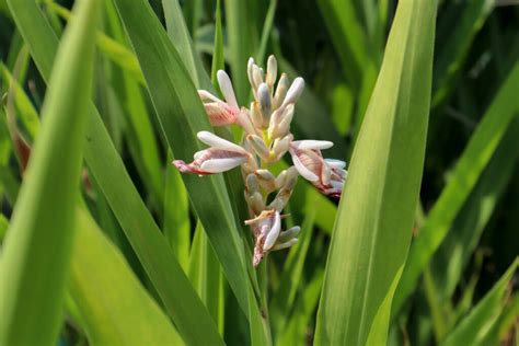 Galangal: how to grow & use - Plantura