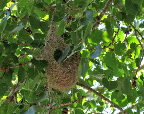 hanging bird nest identification