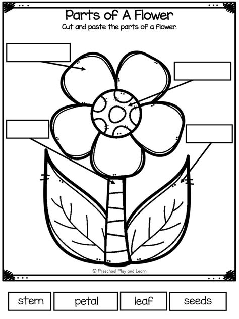 Parts Of A Flower Worksheet For Kids