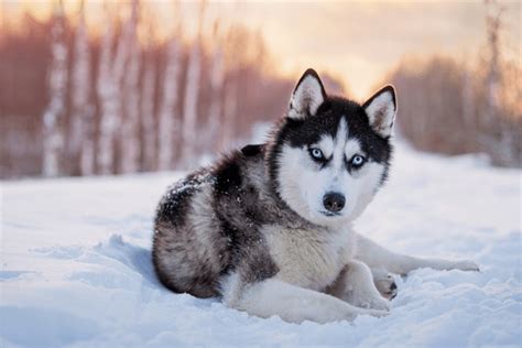 Pure White Huskies With Blue Eyes