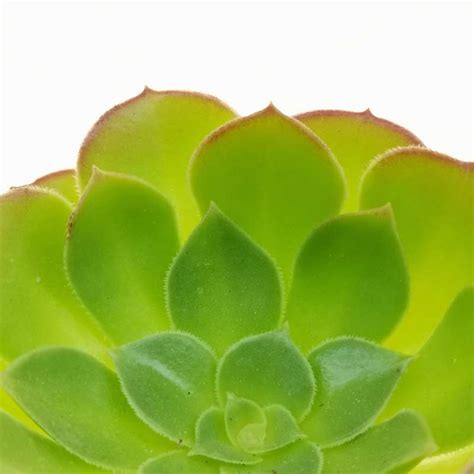 Aeonium canariense var. californicum 6,5 cm. | Crassulaceae - Giromagi ...