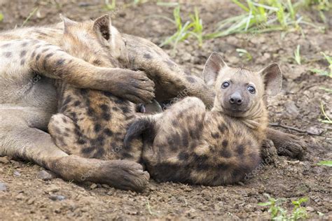 Hyena cubs feeding on their mother as part of a family — Stock Photo © AOosthuizen #113056550