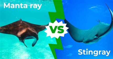 Manta Ray vs Stingray: 9 Key Differences Explained - A-Z Animals