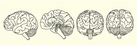 Realistic brain outline set in vector illustration with side half front ...