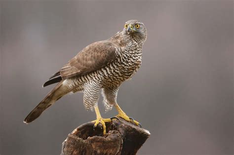 Hawk | Types, Diet, & Facts | Britannica