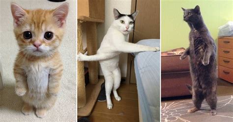 Cats With Long Legs Meme