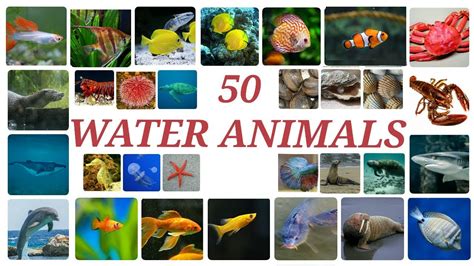 Top 100 + Water water animals - Lestwinsonline.com