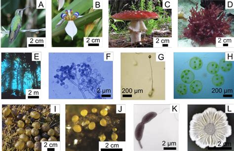 Multicellular Plants And Animals