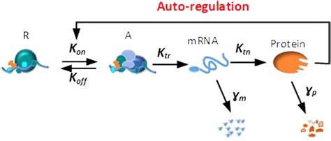 The gene expression model. (R) The repressed promoter when the ...