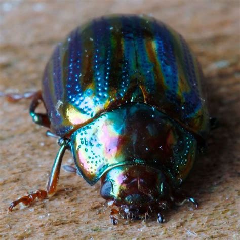 Rainbow beetle (With images) | Beetle, Weird insects, Bugs and insects