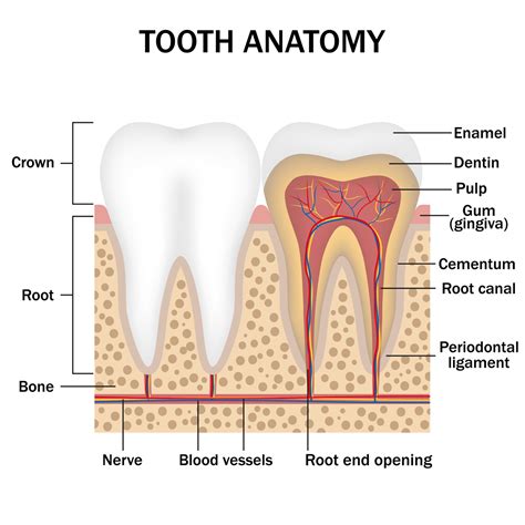 Surprising Causes of Tooth Enamel Erosion - Preserve Your TeethPreserve ...