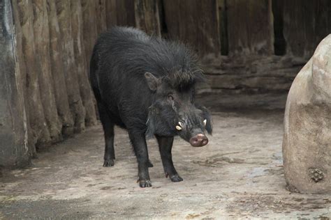 Philippine Warty Pig (Sus philippensis) » Avilon Zoo Gallery | Mammals, Artiodactyla, Pig