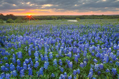 Bluebonnets at Sunrise in Ennis, Texas 1 : Ennis, Texas : Images from Texas