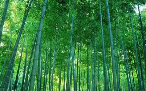 Chinese Bamboo Wallpapers - Top Free Chinese Bamboo Backgrounds ...