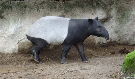 Malayan tapir facts, distribution & population | BioDB