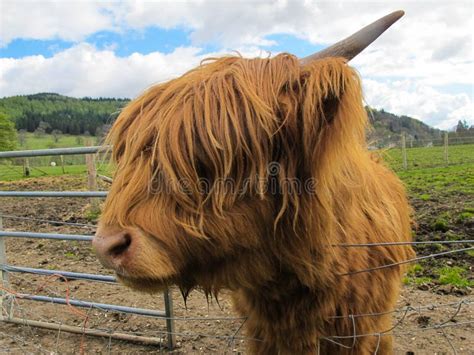 Hamish, the Highland Cow, in Kilmahog, Scotland Stock Image - Image of ...