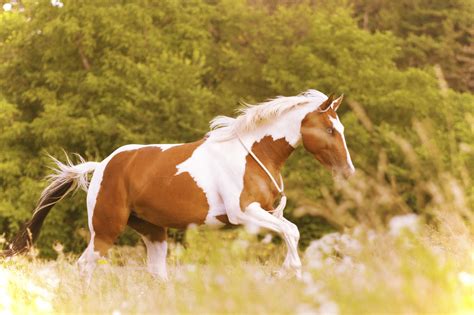 Paint Horse | Breed Guide | HorseClicks