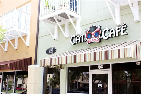 Orlando Cat Café in Clermont – FORKFUL