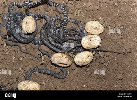 northern black racer, Coluber constrictor constrictor, eggs hatching ...