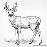 Mule Deer Coloring Pages  Free & Printable sketch template