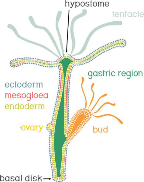 20+ Hydra Anatomy Diagram Stock Photos, Pictures & Royalty-Free Images ...