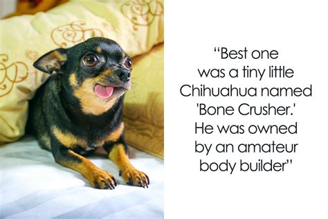 72 Funniest Pet Names That Luckily Our Companions Don’t Understand ...