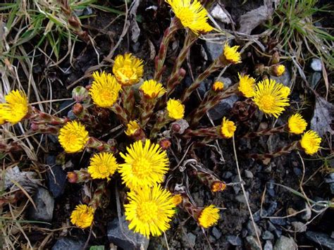 COLTSFOOT | Magical herbs, Plant magic, Edible wild plants