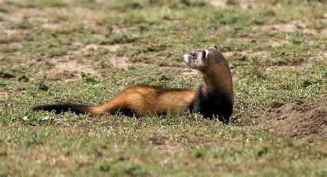 Steppe polecat | Animals, Black footed ferret, Mustela