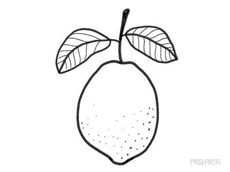 Lemon Outline Drawing Tutorial - PRB ARTS