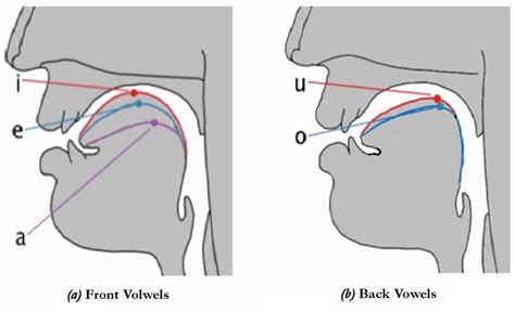 Figure 2 Tongue Position For Several Vowel Sounds Vow - vrogue.co