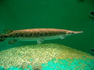 Spotted Gar | TAXONOMY Kingdom: Animalia Phylum: Chordata Cl… | Flickr