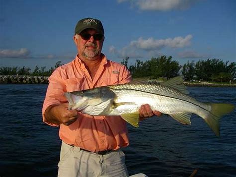 Snook reopens Feb. 1 in Atlantic state waters - Coastal Angler & The Angler Magazine