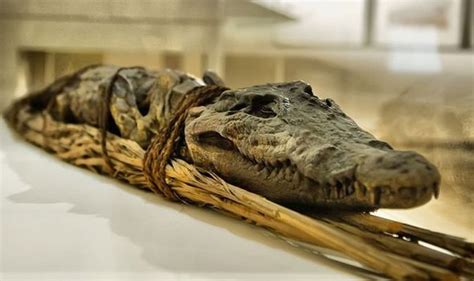 Ancient Egyptians mummified crocodiles to appease the gods - 'Dangerous and feared' | Science ...