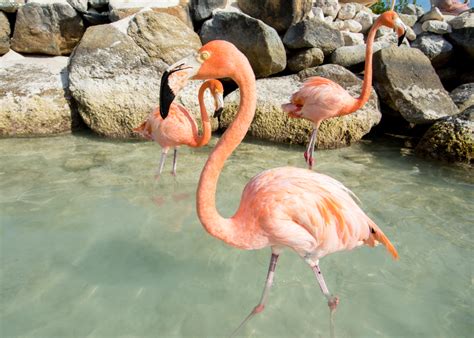 Beaches and Flamingos in Aruba | Flying Fourchette