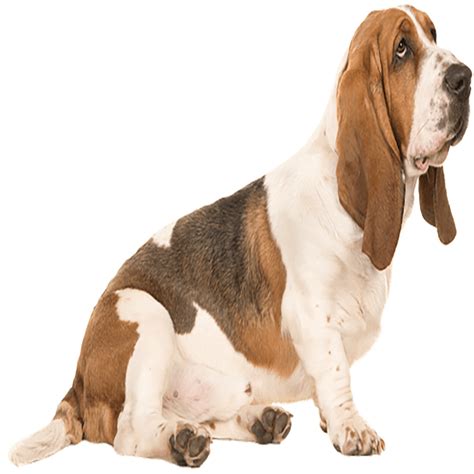 Basset Hound PNG Images (Transparent HD Photo Clipart)