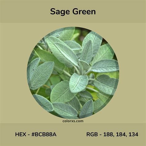 About Sage Green - Color meaning, codes, similar colors and paints - colorxs.com