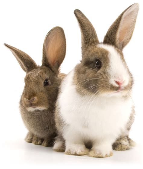 Think you want a rabbit? | Rabbit Welfare Association & Fund (RWAF)