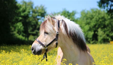 Fjord Horse Colors