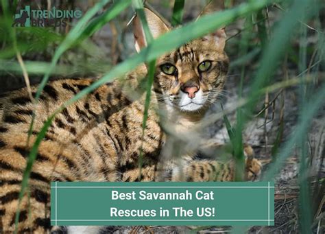 Best Savannah Cat Rescues in The US-template | Trending Breeds