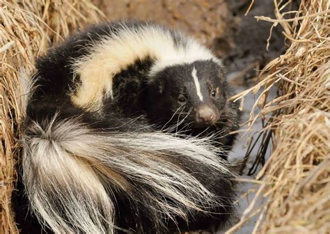 Habits of A Skunk - AnimalBehaviorCorner