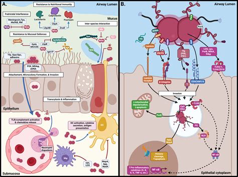 Frontiers | The Host-Pathogen Interactions and Epicellular Lifestyle of Neisseria meningitidis