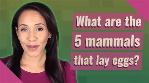 What are the 5 mammals that lay eggs? - YouTube