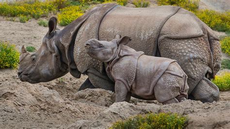 Greater One-Horned Rhino Calf Debuts at San Diego Safari Park – NBC 7 San Diego