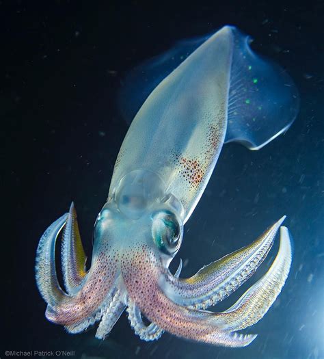 Cool squid (species unknown, around seven inches TL) from last Wednesday’s blackwater trip. It ...