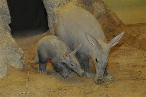 Baby Aardvark ‘Hoover’ Makes His Debut At New York City’s Bronx Zoo ...