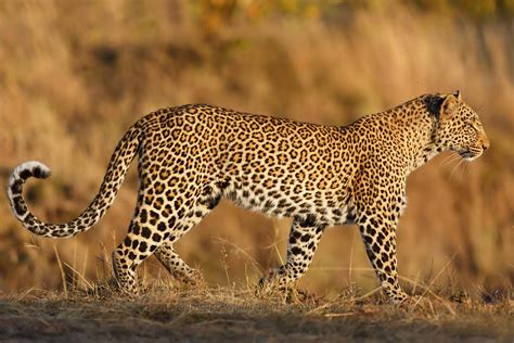 Double Cross Leopard Kaboso and her cubs - Blog - African Wildlife ...